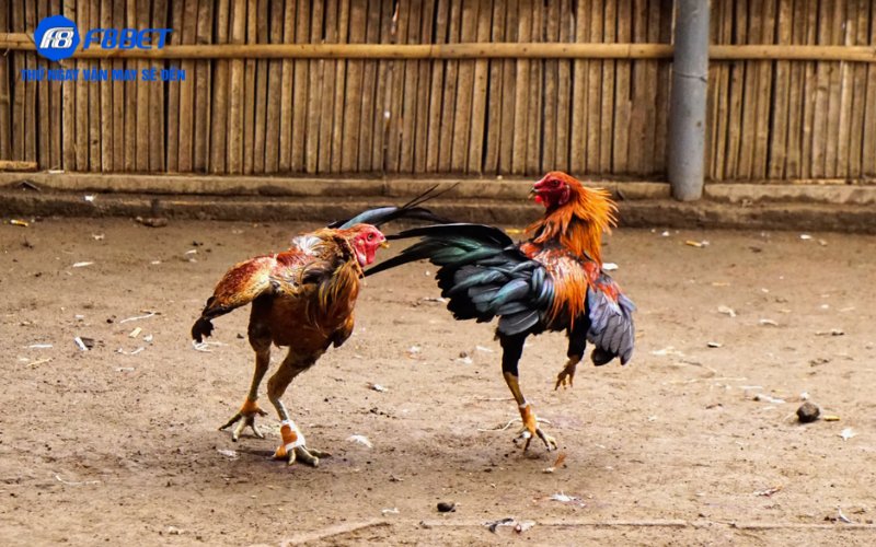 Bí quyết săn thưởng đá gà Savan trên F8BET