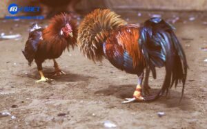 Đá gà cựa dao – Mãn nhãn cùng F8BET