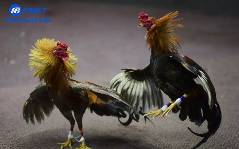 Hướng dẫn nhanh cách tham gia đá gà cựa dao tại F8BET